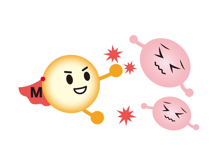 脂肪分解のメカニズム